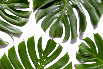 Fototapeta na wymiar Group of big green monstera leaves of exotic palm tree isolated on white background. Tropical jungle plant with visible texture. Pollution free symbol. Close up, copy space.