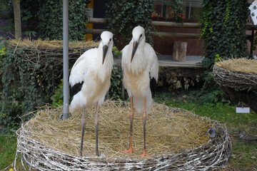 St&ouml;rche im Elsass in Hunawihr