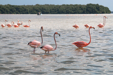 flamingos in the lake walking 