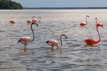 flamingos in the lake taking a shower 