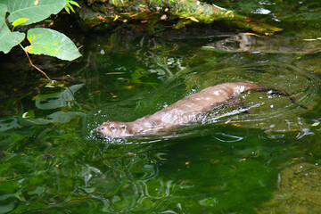 Obraz premium Fischotter im Elsass in Hunawihr