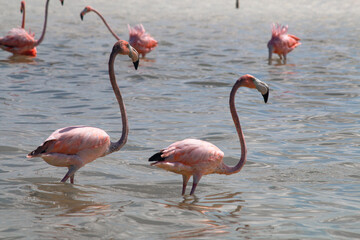2 pink flamingos in the water