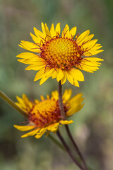 Blanket Flower (Gaillardia aristata), Turnbull, WA