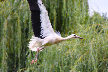Störche im Elsass in Hunawihr