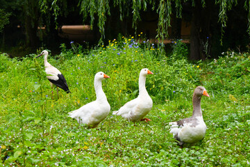 Störche im Elsass in Hunawihr