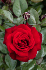 Garden Rose Flower, Variety 'Crimson Bouquet'