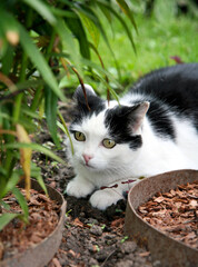 Naklejka na ściany i meble Adult black and white domestic cat hunts in the summer garden