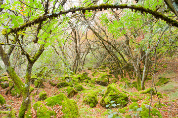 Dark and damp forest of Montpellier maples with mossy ground.
