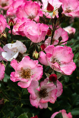 Obraz premium Garden Rose Flower, Variety 'Carefree Delight'