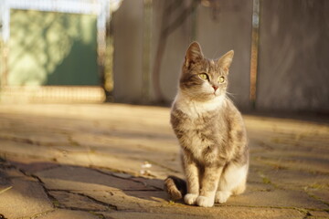Lovely ash kitty resting outdoors on a sunny day