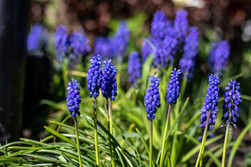 purple flowers in the garden
