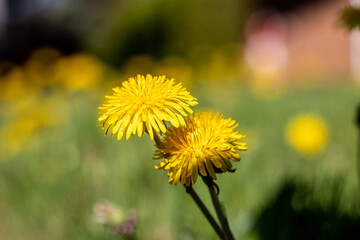 yellow dandelions on green background