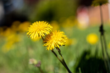yellow dandelions in a field