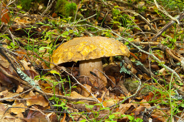 Boletus in the undergrowth of a beech forest.
