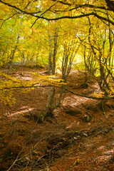 Beech in a sunny autumn afternoon. Riofrío Beech in Segovia, Spain.
