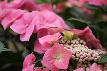 pink Hydrangea flower