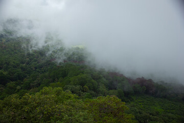 Fototapeta na wymiar Forrest fog