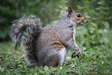 Squirrel sitting on the grass