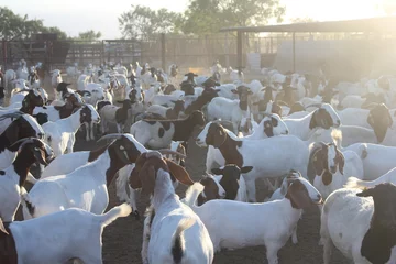 Foto op Canvas Herd of sheep and goats. © JP.GarciaOsuna