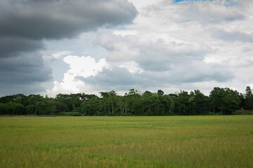 Obraz premium Green Golf grass landscape in Texas. beautiful view field