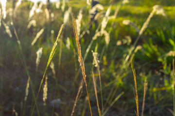 Capim iluminado em contraluz com luz de final da tarde.