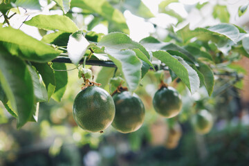 Grren Passion fruits (Passiflora edulis ) hanging on vines with green leaves in home garden blurred...