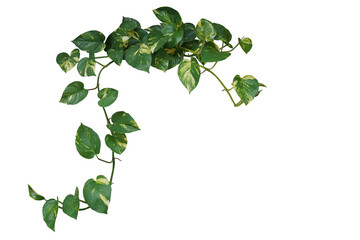 Heart shaped green variegated leave hanging vine plant of devil’s ivy or golden pothos...