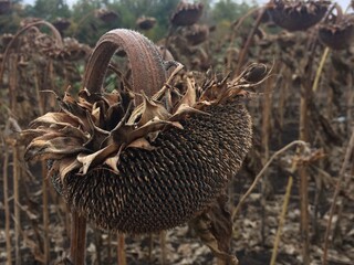 Подсолнечнтк перед уборкой