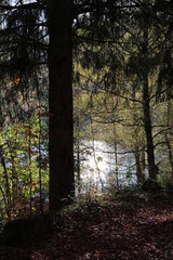 Herbstwald