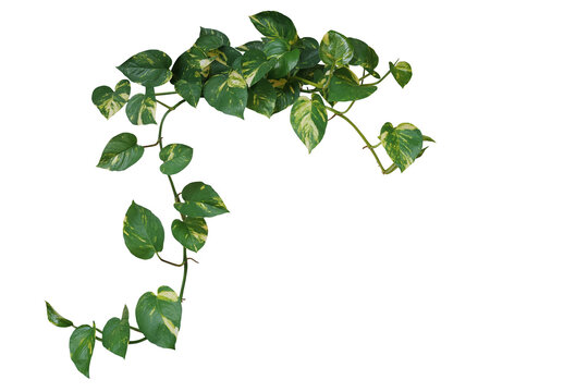 Heart shaped green variegated leave hanging vine plant of devil&rsquo;s ivy or golden pothos (Epipremnum aureum) popular foliage tropical houseplant isolated on white with clipping path.