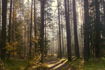 A path in a misty, pine forest.