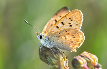Fototapeta na wymiar Backlit butterfly
