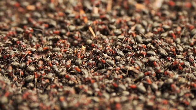 Ants swarm in the anthill