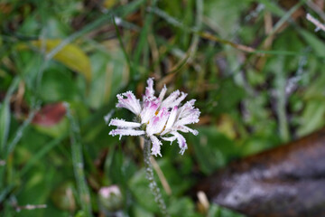 Yellow flower photographed in the home garden in Bavaria