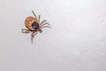 tick insect on the table on a light background