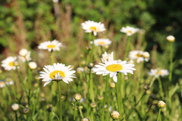 Fototapeta premium white daisies in the garden