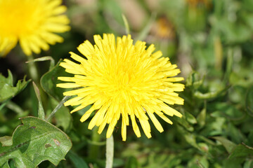 Yellow flower photographed in the home garden in Bavaria