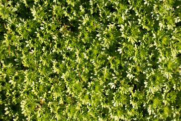 green background of living plants