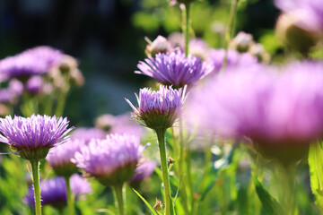 Fototapeta premium flowers of Aster Alpine in the garden