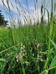 grass and flowers