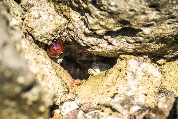 Closed sea urchin - Actinia tenebrosa, attached to a rock 