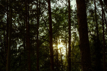 A dense forest with bright green foliage against the background of the outgoing sun; Bright rays of the sun break through foliage