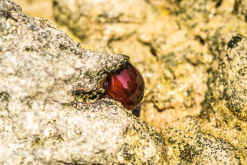 Closed sea urchin - Actinia tenebrosa, attached to a rock 