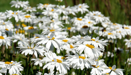   Close-up of chamomile in the field. Blurred chamomile background