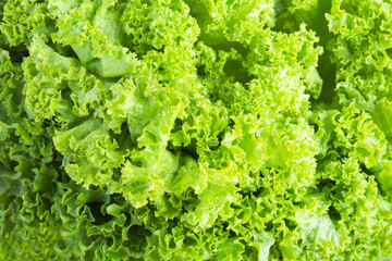 Vegetable  background. Green leaves lettuce. Closeup. Top view.