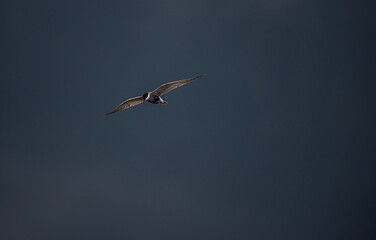 Whiskered Tern.
