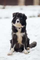 Dog border Collie sits snowy ground