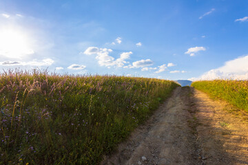 Beautiful rural landscape in summer light.