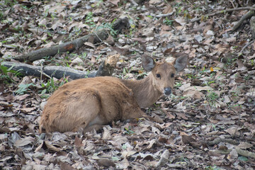 Deer. Beautiful Deer In The Forest