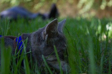 just a cat